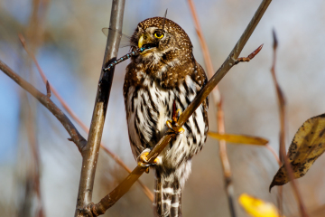 Northern Pygmy Owl