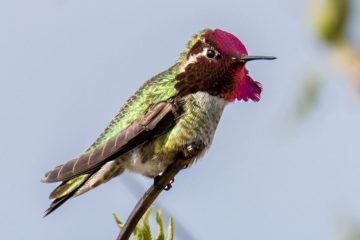 Anna’s Hummingbird - Male
