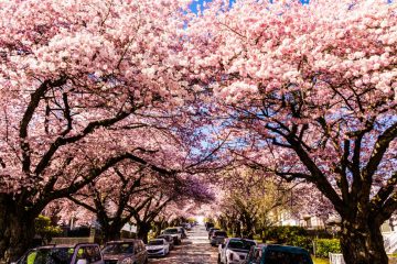 Cherry Blossom in Vancouver, British Columbia