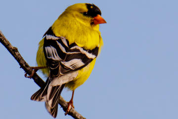 American Goldfinch