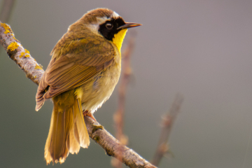 Common Yellowthroat