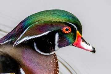Wood Duck