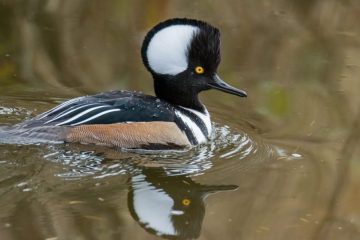 Hooded Merganser