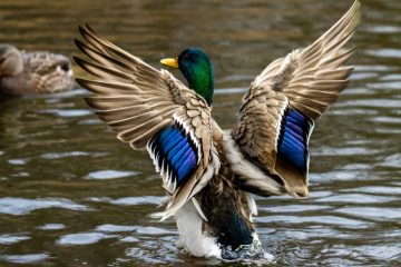 Mallard