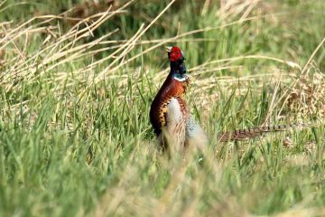 Ring-necked Pheasant