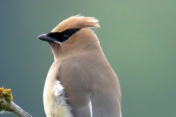 Cedar Waxwing