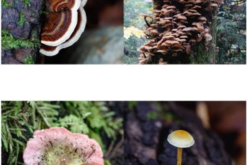 Mushrooms