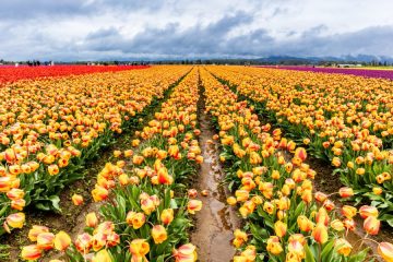 Tulip