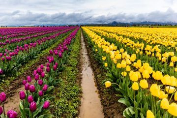 Tulip