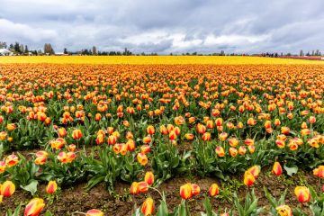 Tulip