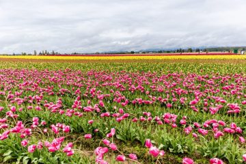 Tulip