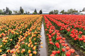 Tulip