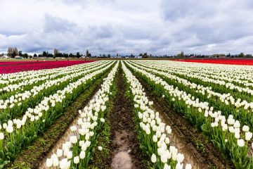 Tulip