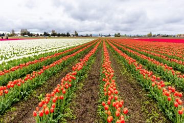 Tulip