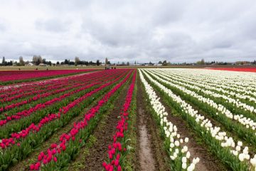 Tulip