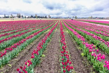 Tulip