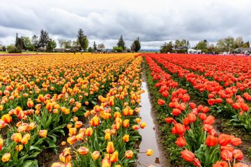 Tulip