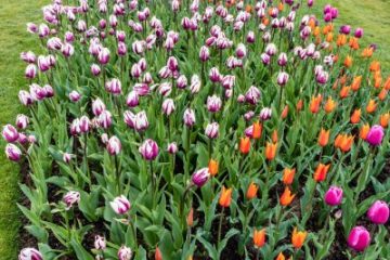 Tulip