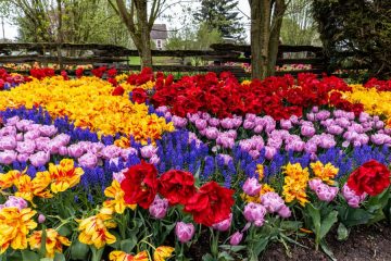 Tulip