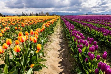 SKAGIT VALLEY TULIP FESTIVAL 2022