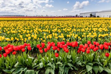 SKAGIT VALLEY TULIP FESTIVAL 2022