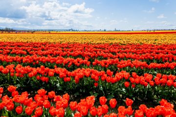 SKAGIT VALLEY TULIP FESTIVAL 2022