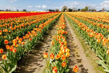 SKAGIT VALLEY TULIP FESTIVAL 2022