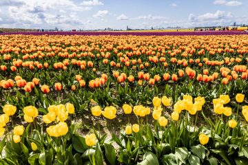 SKAGIT VALLEY TULIP FESTIVAL 2022