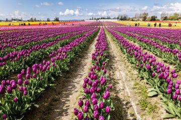 SKAGIT VALLEY TULIP FESTIVAL 2022
