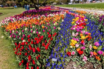 SKAGIT VALLEY TULIP FESTIVAL 2022