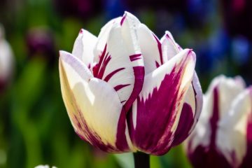 SKAGIT VALLEY TULIP FESTIVAL 2022