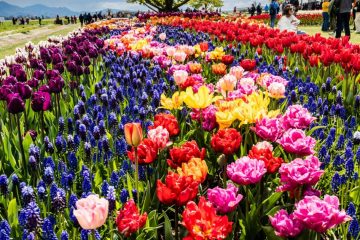 SKAGIT VALLEY TULIP FESTIVAL 2022
