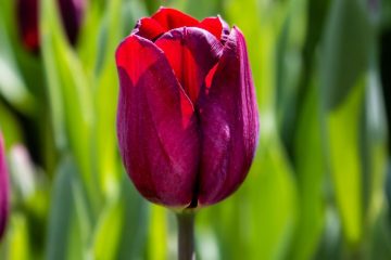 SKAGIT VALLEY TULIP FESTIVAL 2022