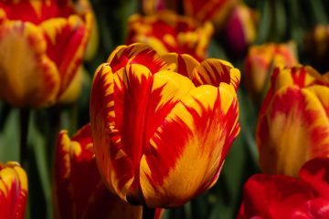 SKAGIT VALLEY TULIP FESTIVAL 2022