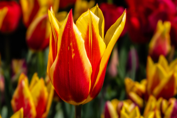 SKAGIT VALLEY TULIP FESTIVAL 2022