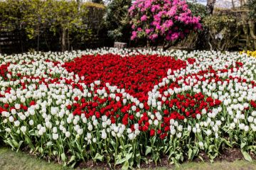 SKAGIT VALLEY TULIP FESTIVAL 2022