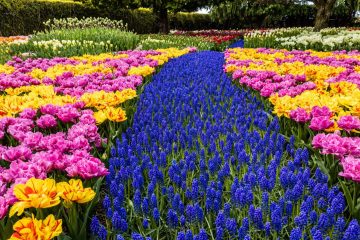 SKAGIT VALLEY TULIP FESTIVAL 2022