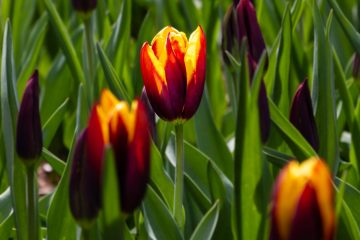 SKAGIT VALLEY TULIP FESTIVAL 2022