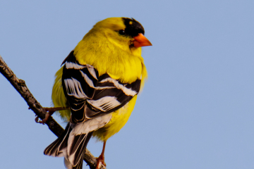 American Goldfinch