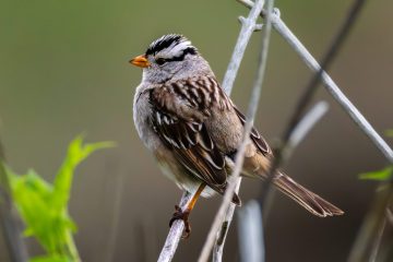 White-clowned Sparrow