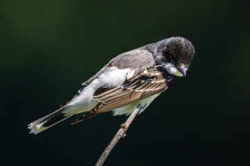 Eastern Kingbird