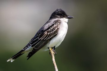 Eastern Kingbird