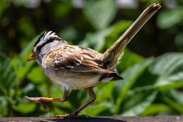 White-crowned Sparrow