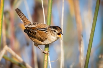 Marsh Wren