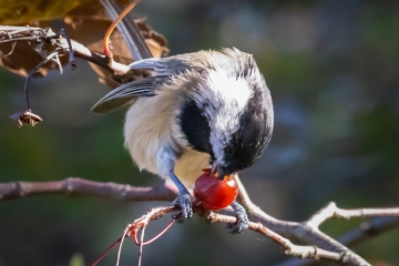 Black-capped Chickadee