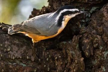 Red-breasted Nuthatch