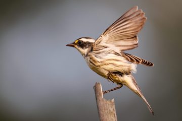 Black-throated Gray Warbler