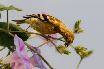American Goldfinch