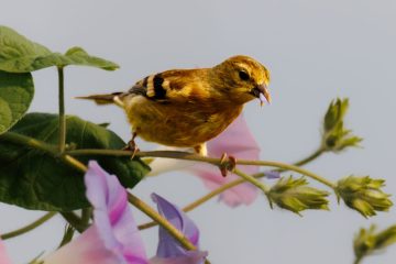 American Goldfinch
