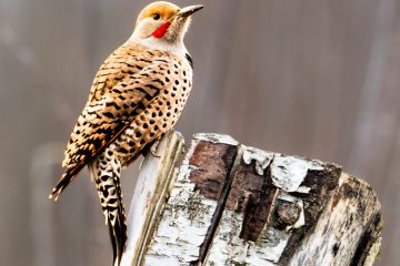 Northern Flicker